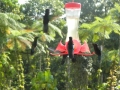 Colibri au jardin de Balata